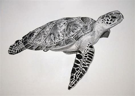 Turtle Drawing by Chamar Radloff - Pixels