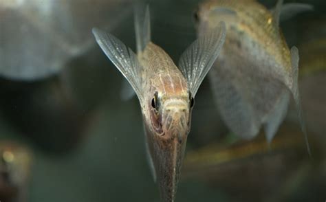 15 Best Bristlenose Pleco Tank Mates - FishLab - FishLab