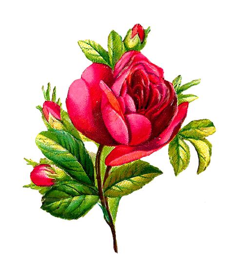 Antique Images: Digital Red Rose Clip Art Flower Download Botanical Artwork