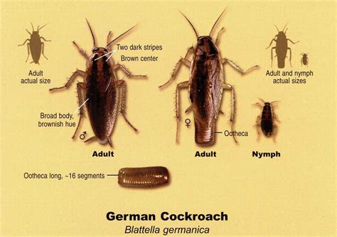 How to get rid of German Cockroaches – Logan Pest Control | Australia