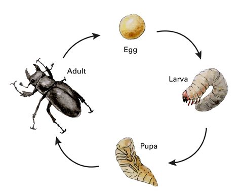 Ground Beetle Life Cycle