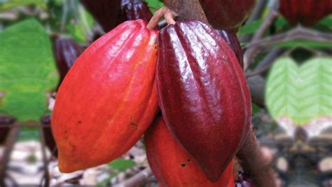 Produce good quality Cocoa Beans in Ghana