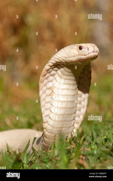 White cobra hi-res stock photography and images - Alamy