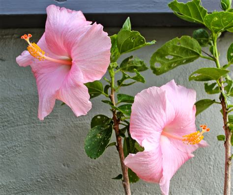 Florez Nursery: Hibiscus rosa-sinensis 'Boondah'