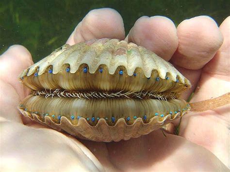 Eyes and teeth of a scallop : r/oddlyterrifying