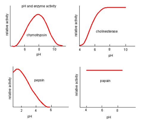 Factors affecting enzymes activity - Medical Lecture Notes