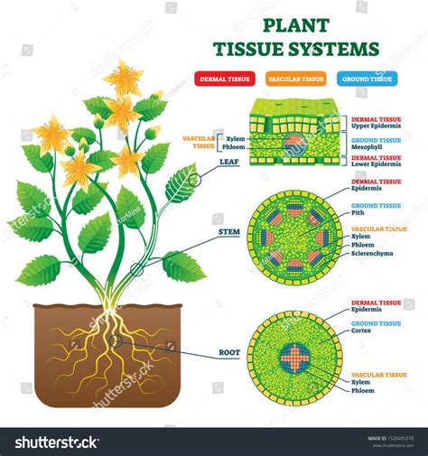 Plant Tissue Systems vector illustration. Labeled biological structure ...