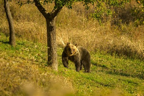 A guide to Italy's Abruzzo National Park - Lonely Planet