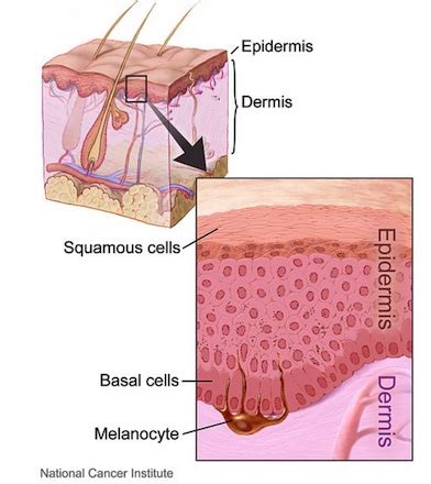 Basal Lamina | Definition, Components & Functions - Lesson | Study.com