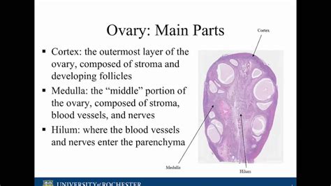 Ovary Medulla Histology