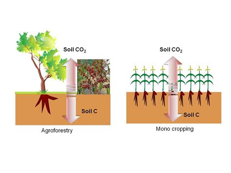 Wondo Genet home garden carbon sequestration research : Soil carbon ...