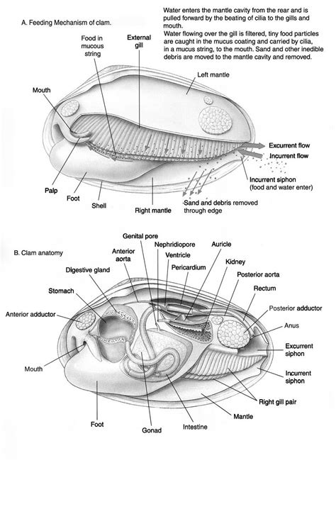 Clam External Anatomy