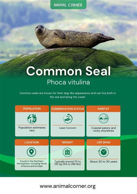 Common Seal - Facts, Diet & Habitat Information