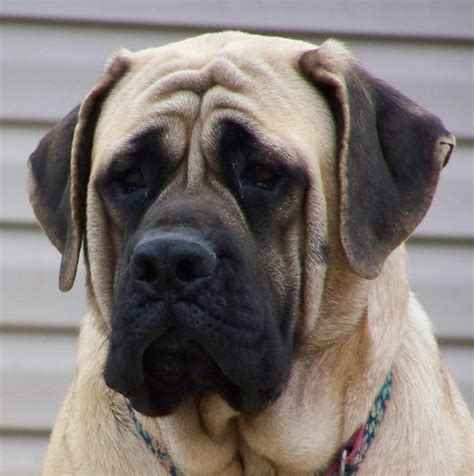 English Mastiff Wallpaper - WallpaperSafari