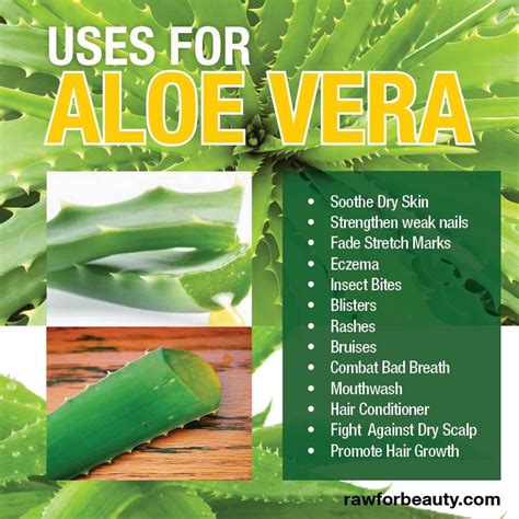 Can You Put Aloe Vera Plant On A Burn - Plantă Blog