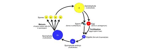 The Land Plant Life Cycle - Digital Atlas of Ancient Life