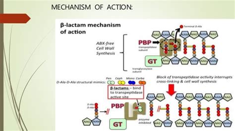 Cephalosporin Mechanism Of Action - cloudshareinfo