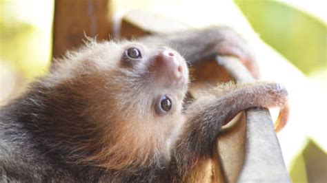 Abandoned Baby Sloth Is the Picture of Adorable in Precious Rescue ...