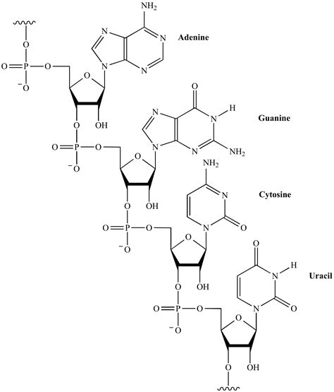 Illustrated Glossary of Organic Chemistry - RNA