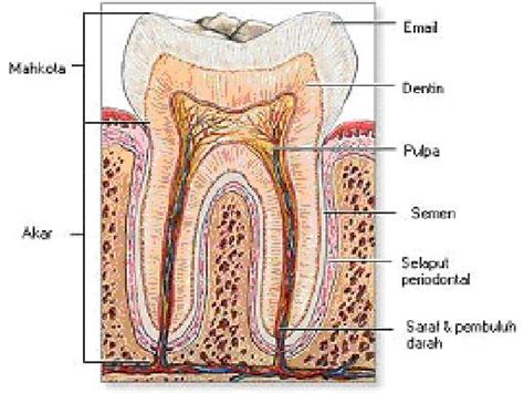 Anatomi Gigi | BIOLOGIPEDIA