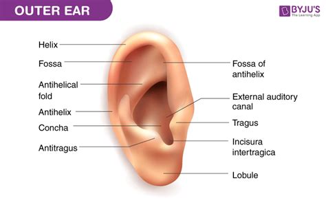 External Ear Diagram Labeled