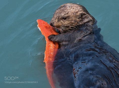 Sea otter eating salmon in Alaska by SabrinaWen | Ocean images, Sea ...