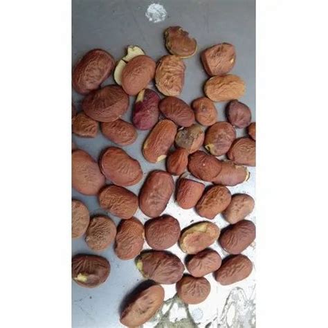 Karanj Seeds, Pack Size: 50 Kg at Rs 40/kilogram in Kukshi | ID ...