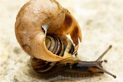 Why is this snail carrying an extra shell on its back? | New Scientist