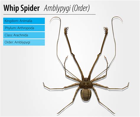 Amblypygi - genus 365608 Vector Art at Vecteezy