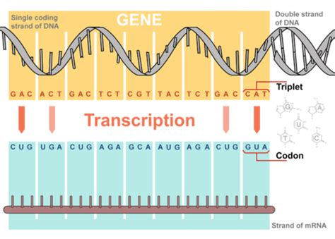 Steps of Genetic Transcription | Biology for Majors I