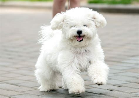 Bichon Frise - Bichon Poodle - Bichon Puppy - Hypoallergenic Breed