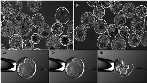 solation of bovine blastocoel fluid. (A) A mixed population of ...