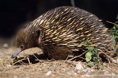 4 Incredible Echidna Facts That Will Leave you Speechless! | Travel For ...