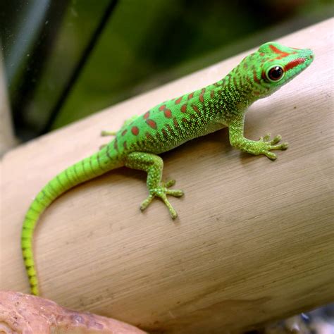 Madagascar Giant Day Gecko Facts and Pictures | Reptile Fact