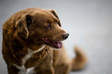 Bobi, the world's oldest dog, turns 31 years old