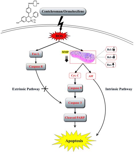 Apoptosis signaling pathway. We proposed the signaling pathway of ...