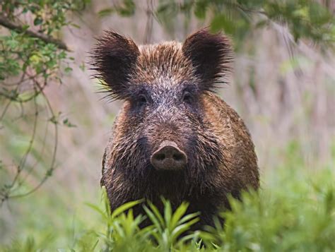 Radioactive Wild Boar-Pig Hybrid Discovered In Nuclear Wasteland