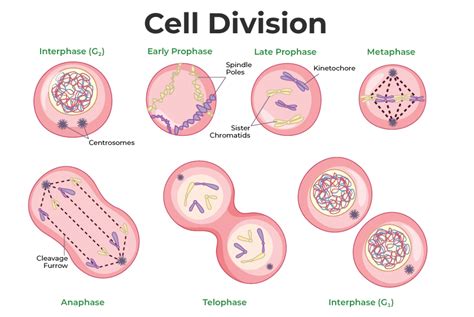 Cell Division: Mitosis & Meiosis, Different Phases of Cell Cycle ...