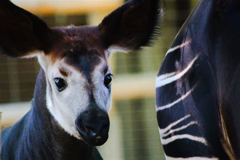 Rare Baby Okapi Born at Chester Zoo: 'She's All Ears and Long, Spindly ...