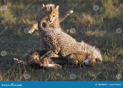 Cheetah Cubs Playing Royalty Free Stock Images - Image: 18949839