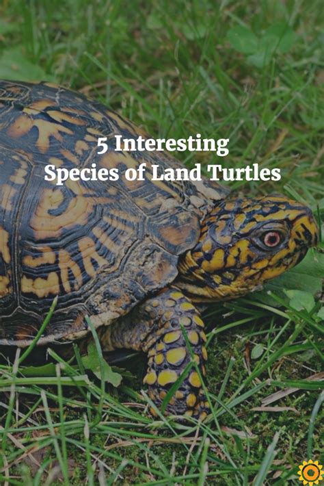 5 Interesting Species of Land Turtles | Land turtles, Turtle, Species