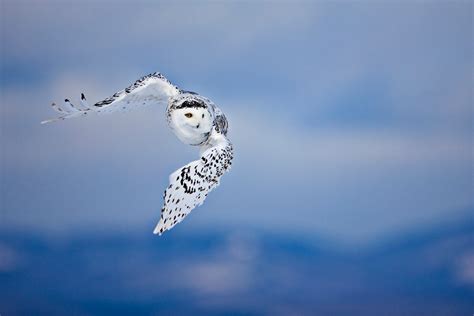 white owl in flight photo | One Big Photo