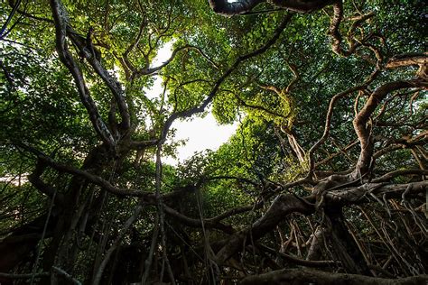 The Great Banyan Tree of India - WorldAtlas