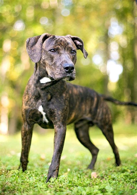 Plott Hound Dog Breed Information & Characteristics