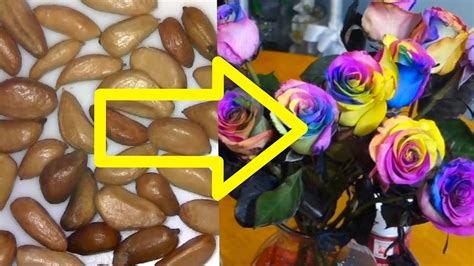 Growing Rainbow Roses From Seeds With Result - YouTube