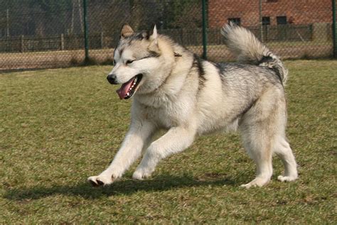 Alaskan Malamute playing photo and wallpaper. Beautiful Alaskan ...