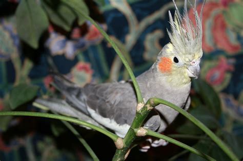 Living Jungle | Cockatiel Parrot