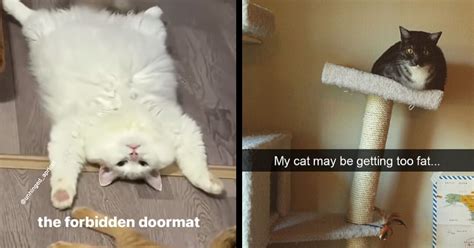 Chubbiest, Chonkiest, Fat Cat Memes That Will Melt Your Heart - I Can ...