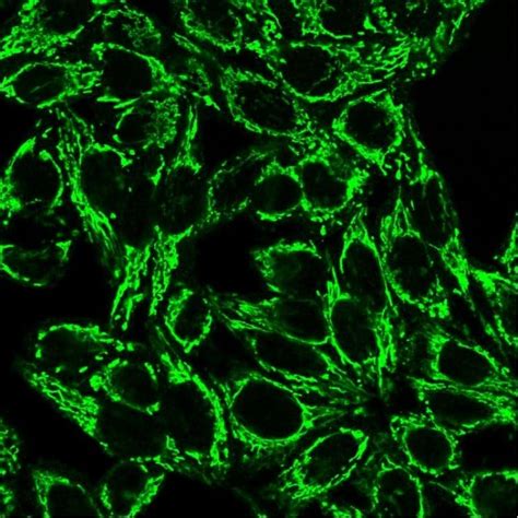 Anti-Cytochrome C antibody [6H2.B4] (ab270249) | Abcam