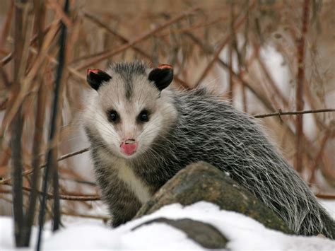 Patagonian Opossum